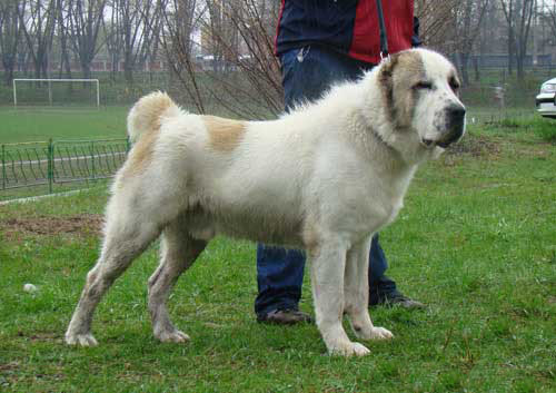 Get Central Asian Shepherd Dog
 Background