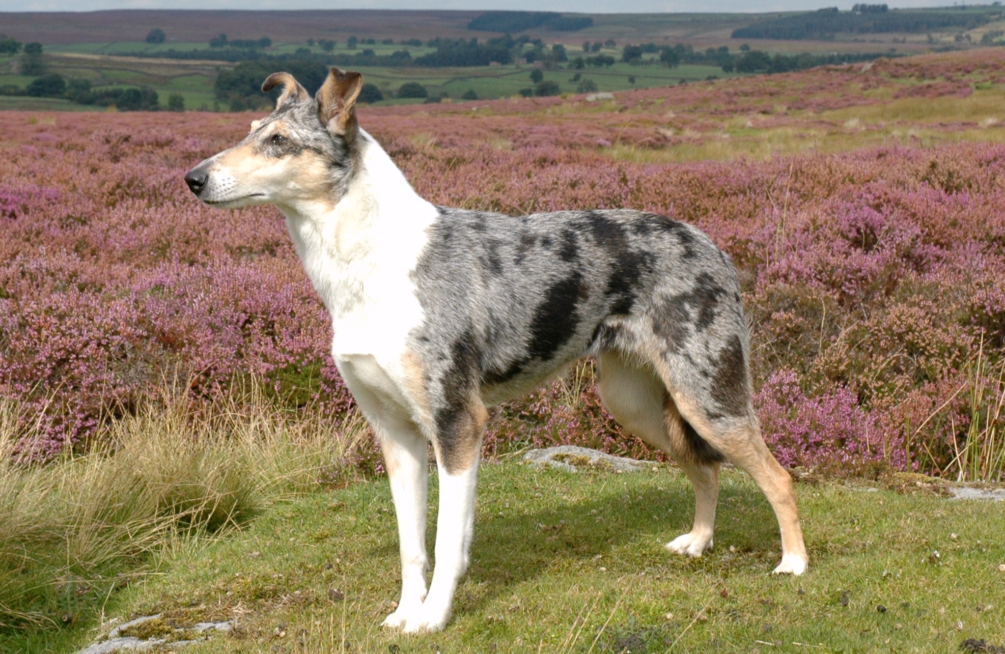 View Smooth Collie
 PNG