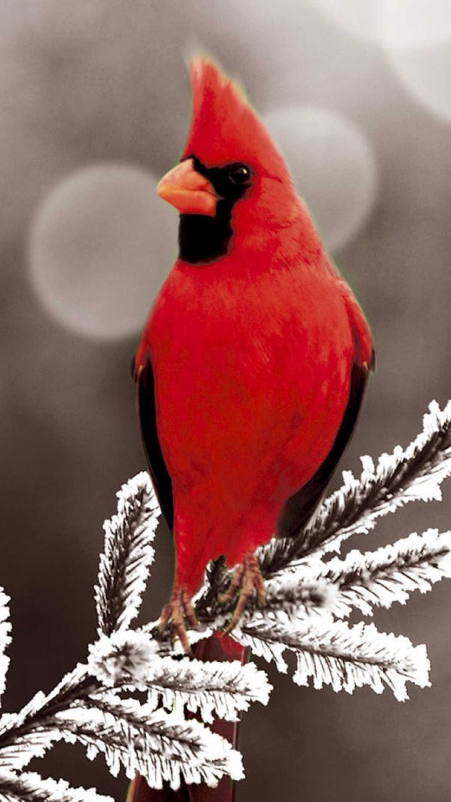 19+ Cardinal Bird
 Gif