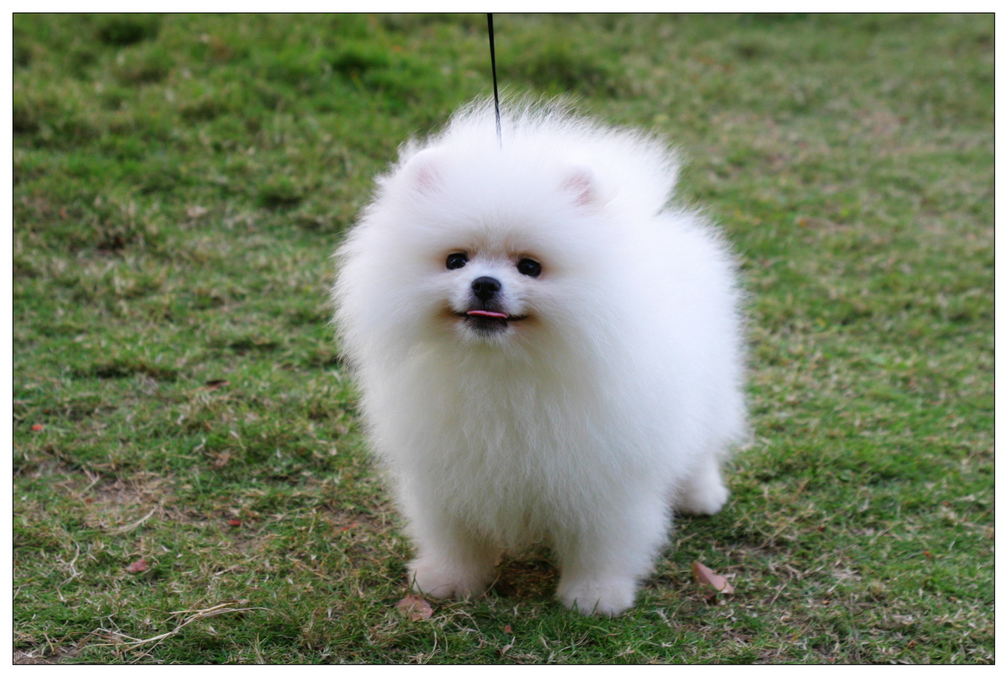 View Pomeranian Puppies
 PNG