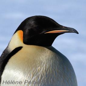 Get Penguin Feathers Pictures