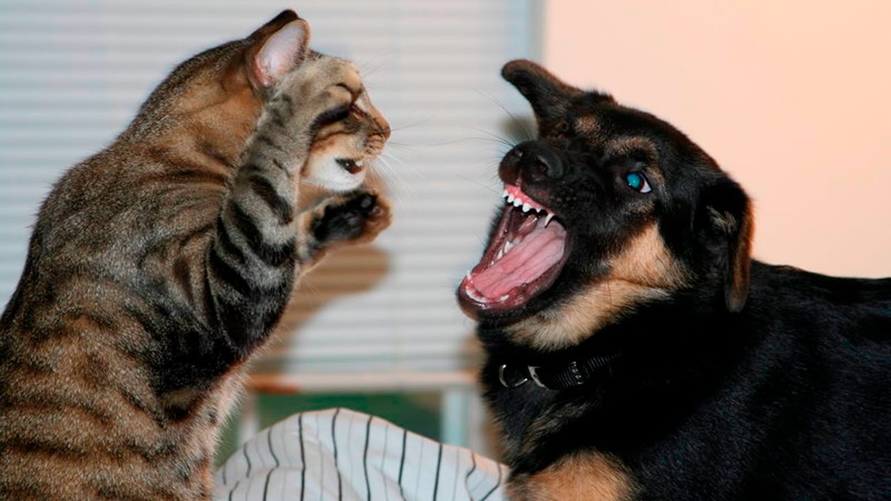 17+ Funny Cats And Dogs
 Gif