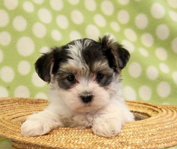 45+ Morkie Puppies
 Pictures
