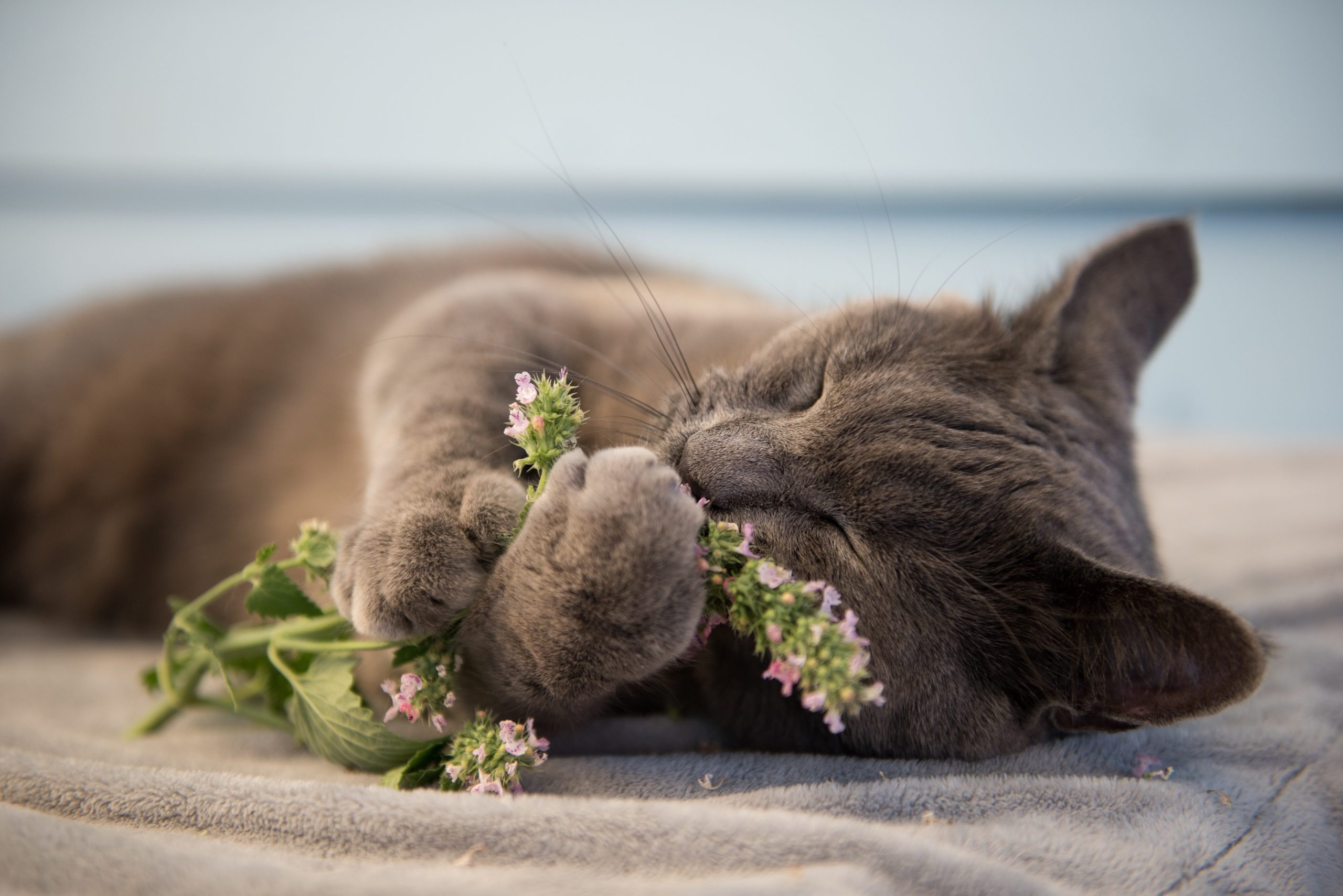 Get Catnip For Cats Images