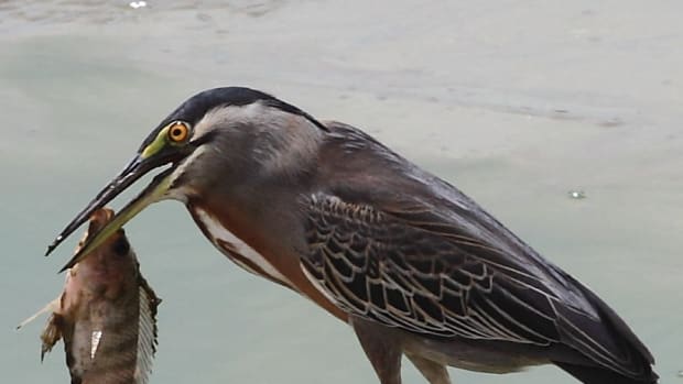 View Fish Eating Birds PNG
