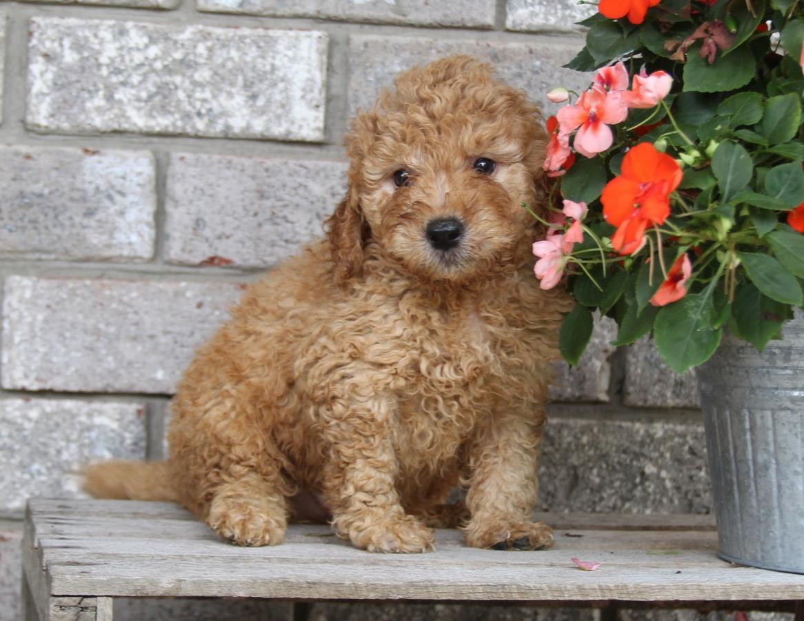 43+ Goldendoodle Puppies For Sale Pictures