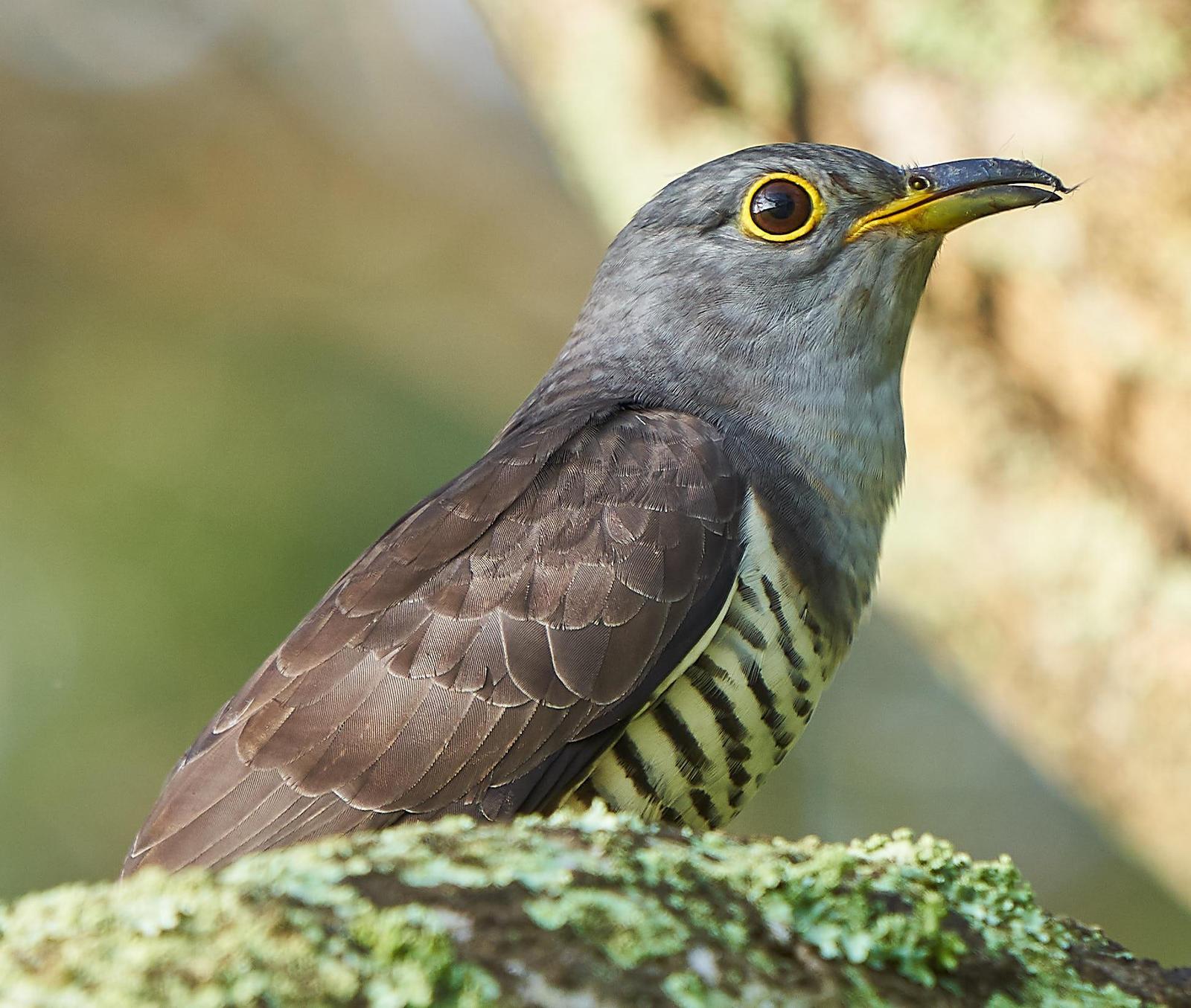 36+ Indian Cuckoo
 Pics