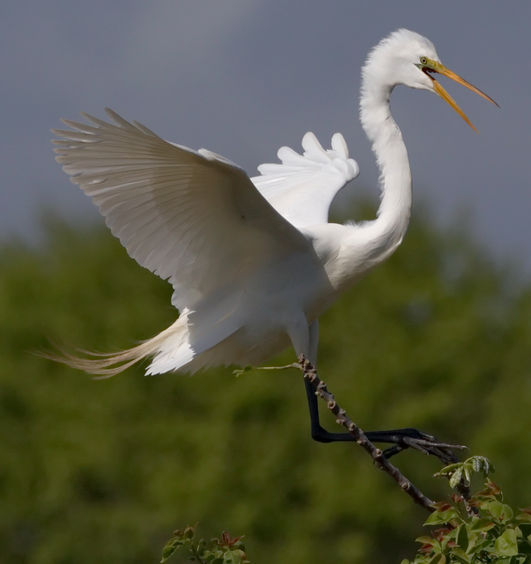 47+ Great Egret
 Pictures