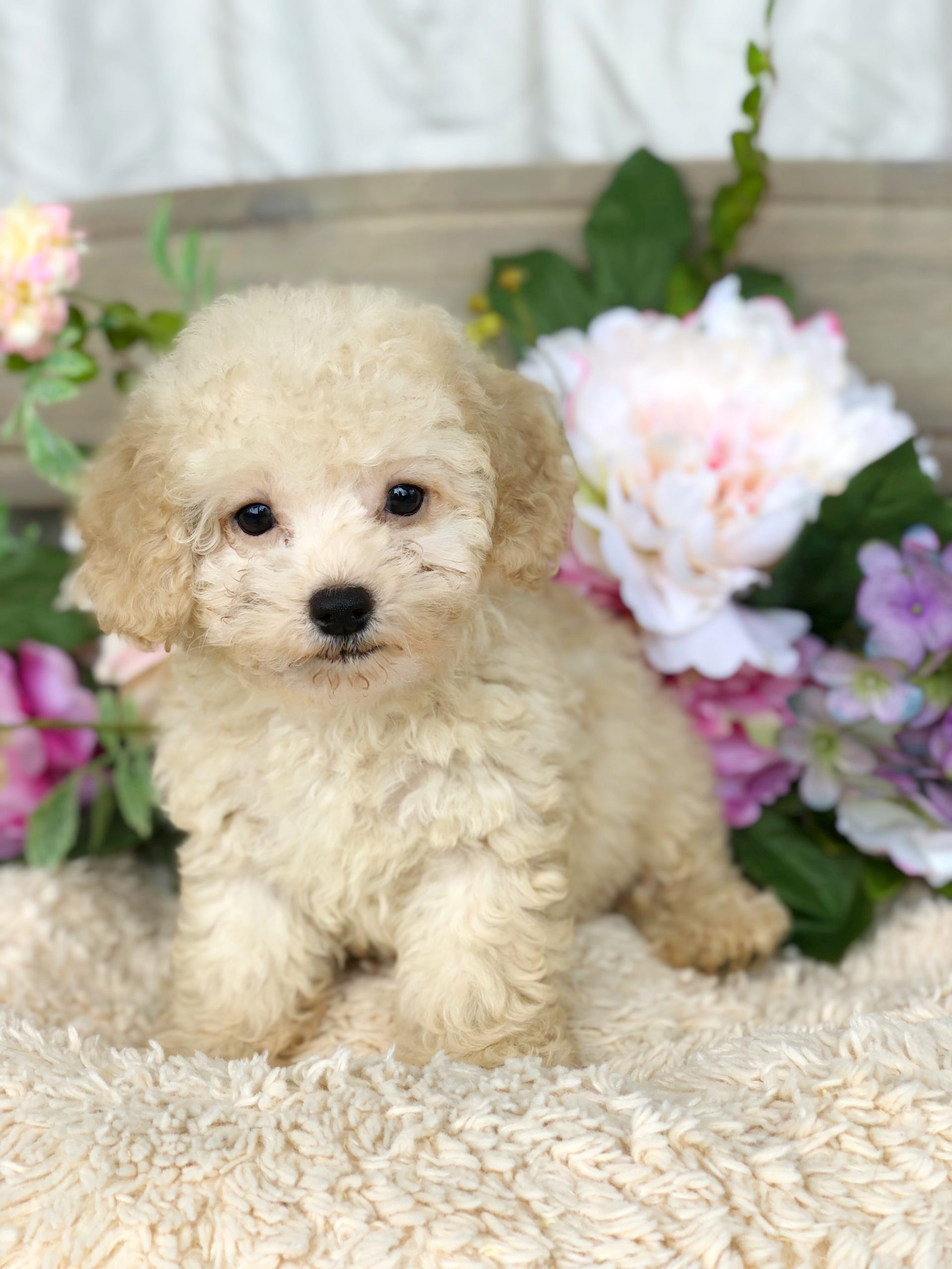 Get Miniature Poodle For Sale
 Pics