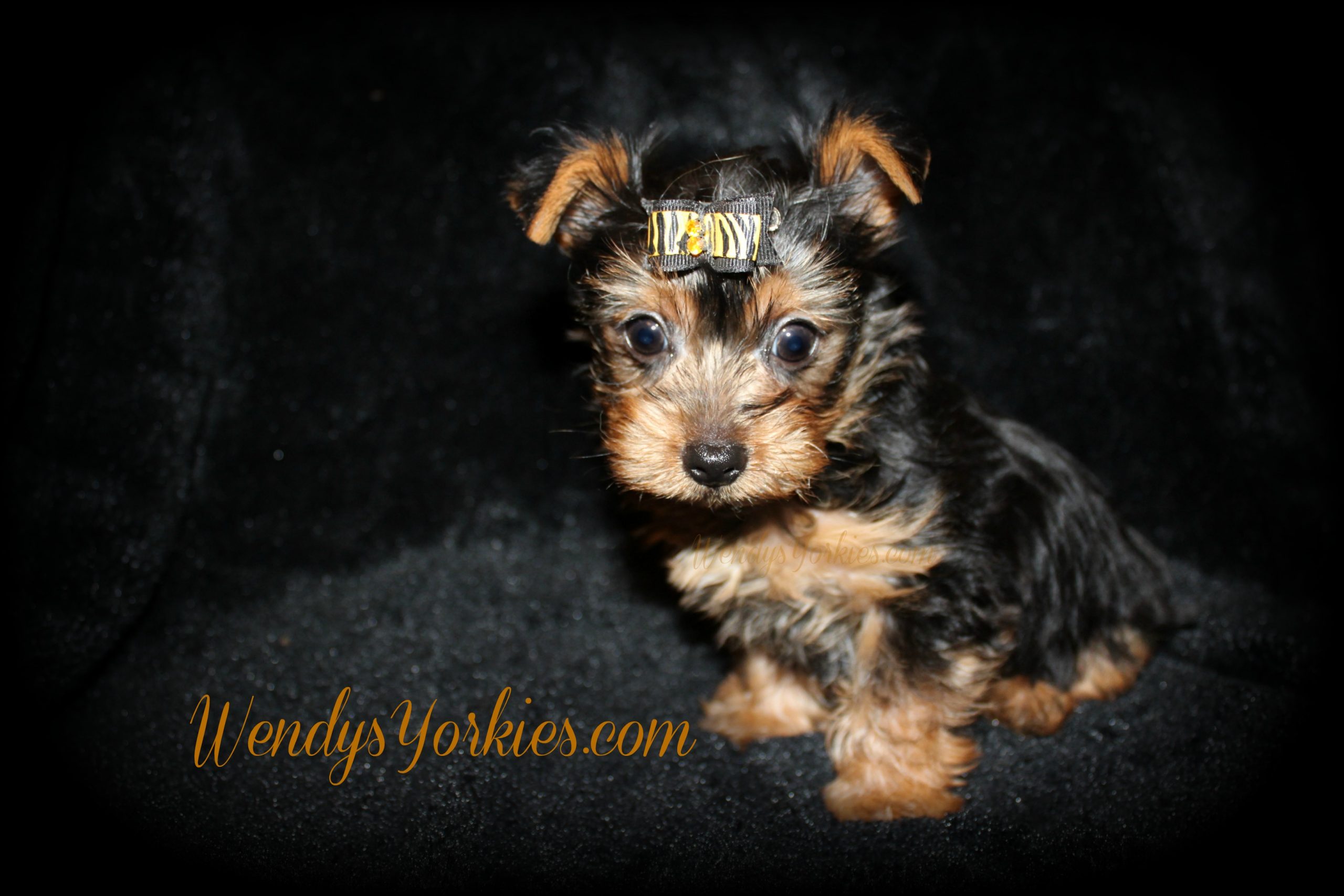 Download Yorkie Puppies For Sale Near Me
 PNG
