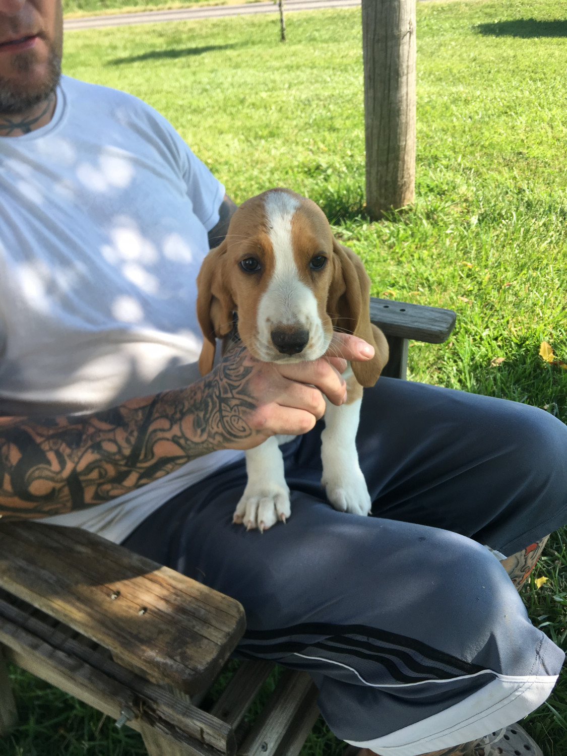 27+ Basset Hound Puppies For Sale
 Images