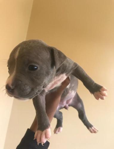 View Blue Nose Pitbull Puppies For Sale
 Pics