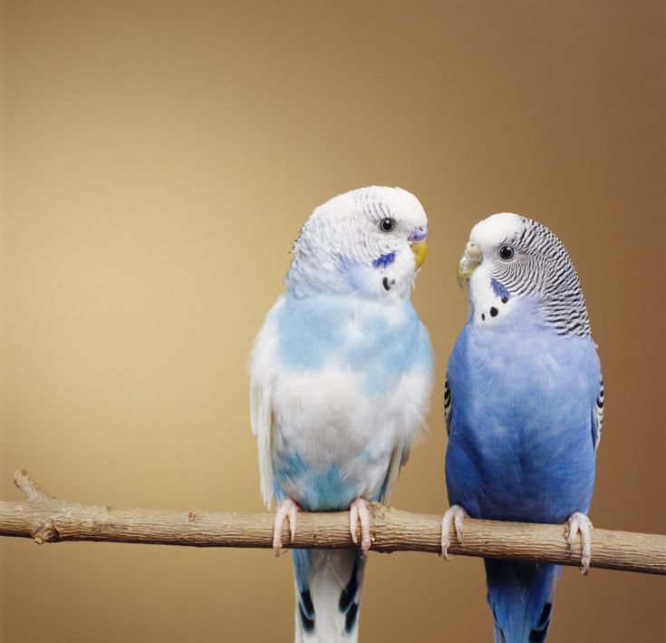 Download Types Of Pet Birds Pictures