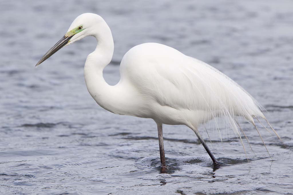 View Eastern Great Egret
 Pics