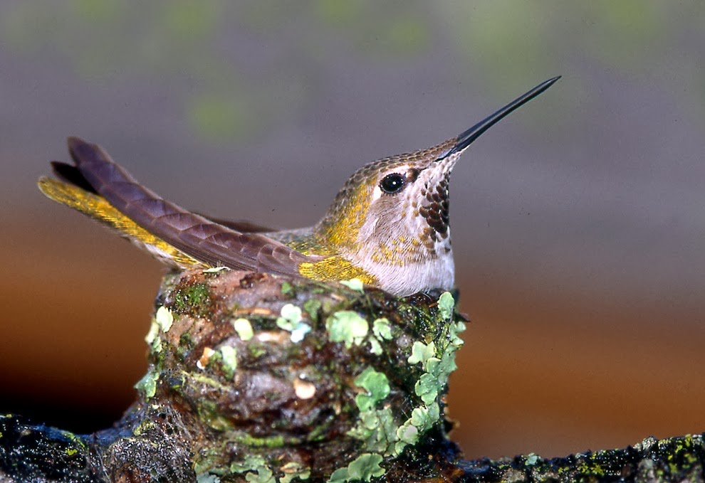 50+ Hummingbird Nest
 Pictures