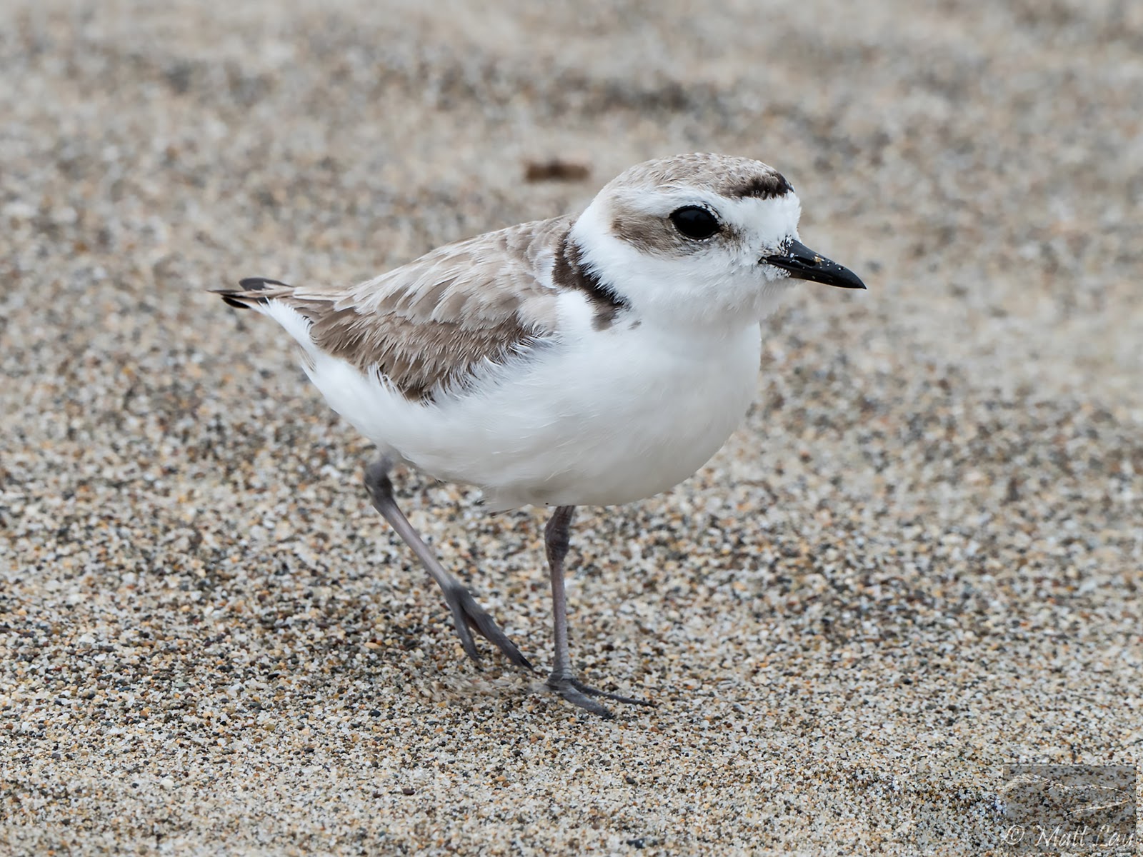 View Snowy Plover
 Gif