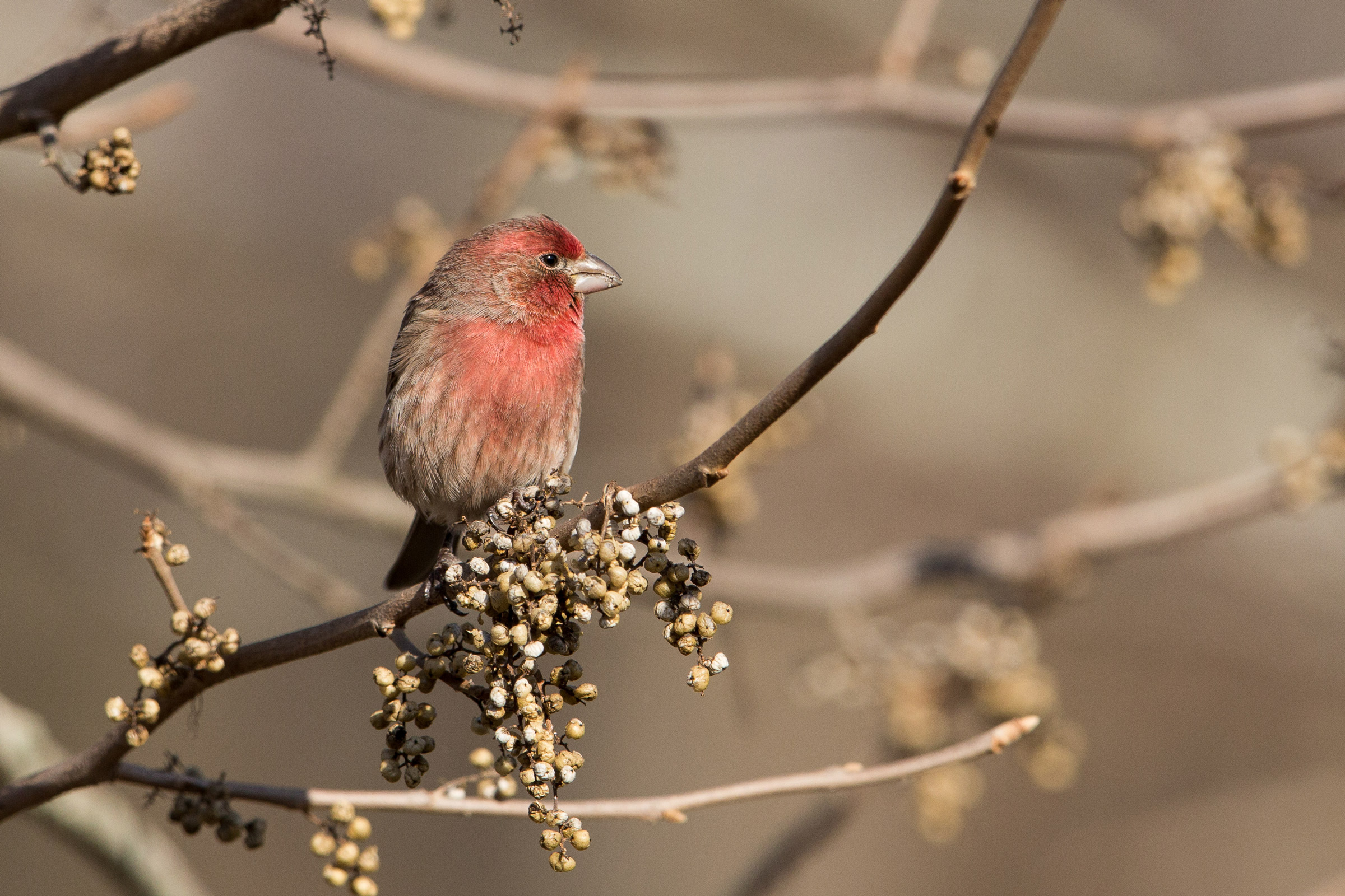 Download House Finch Pics