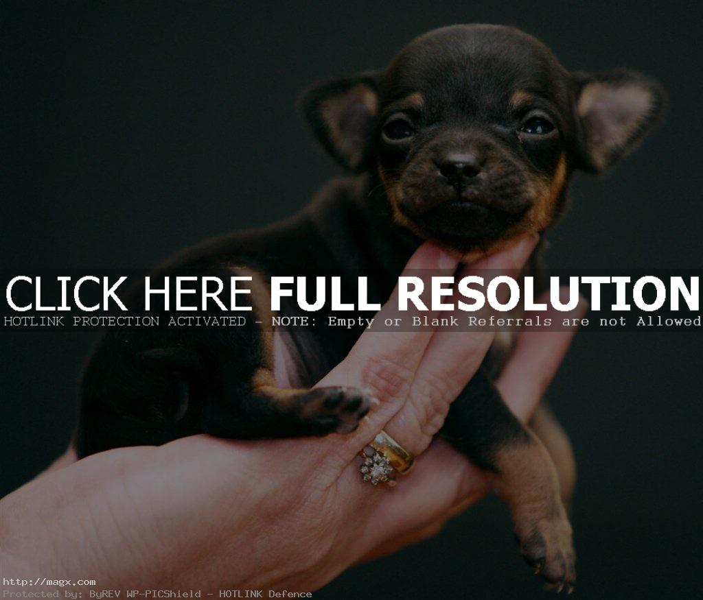 Download Small Dogs Images
