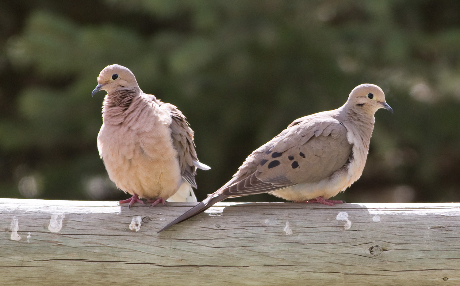 A dove is considered a symbol of peace and love. Idaho Birds-Mourning Dove