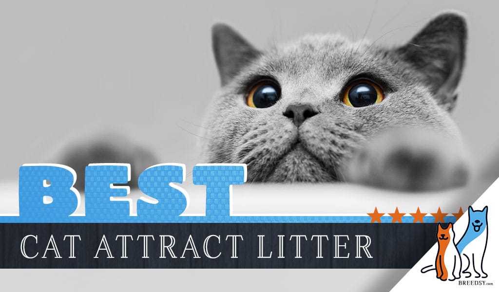 36+ Cat Attract Litter
 Background