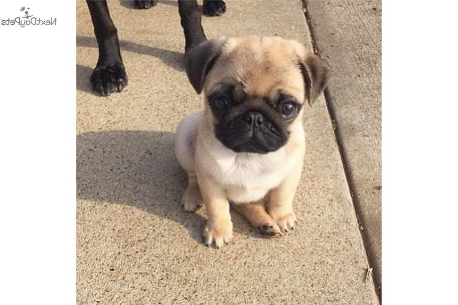 However, there are options available to allevia. Cheap Pug Puppies For Sale Near Me | PETSIDI