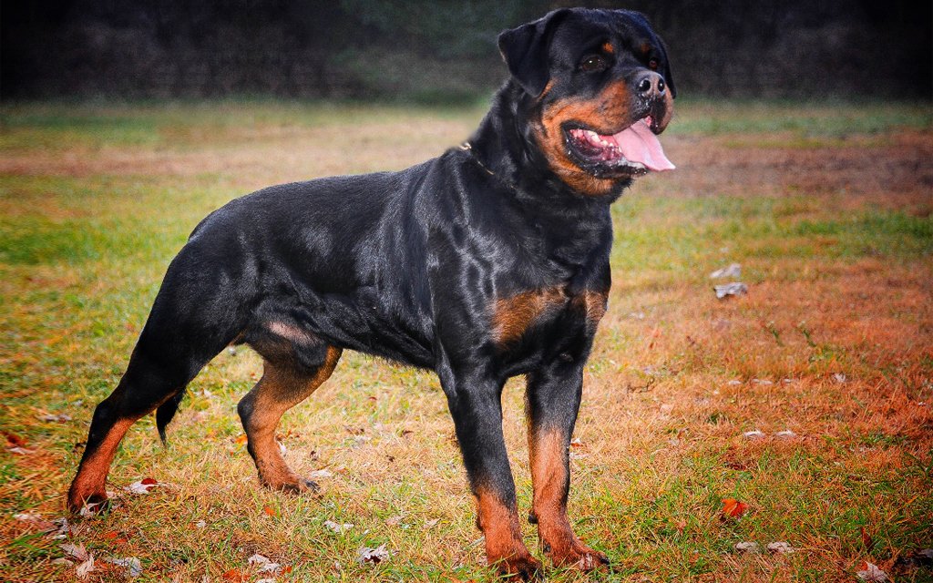 23+ Rottweiler Dog Price
 PNG