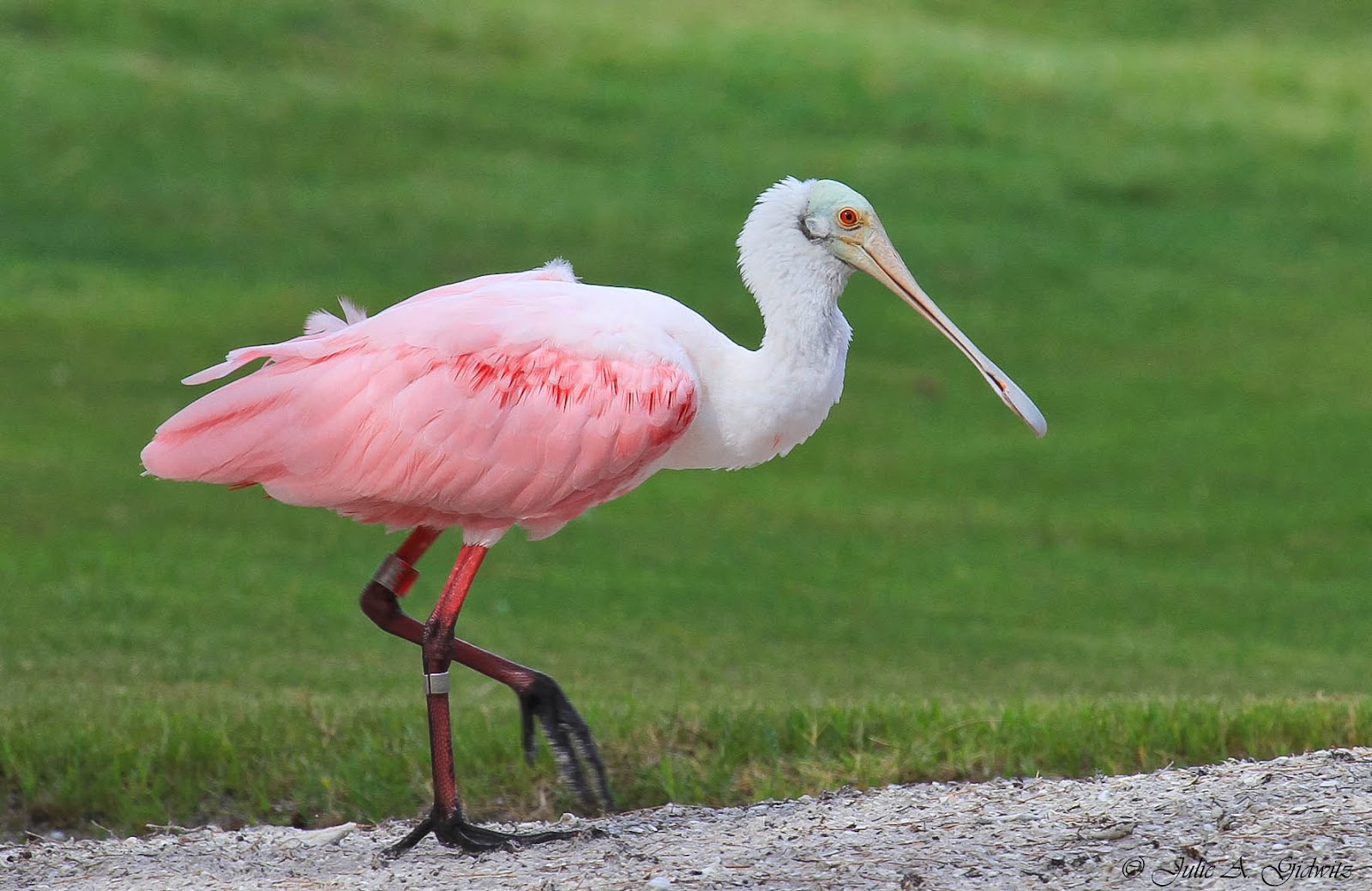View Spoonbill
 Pictures