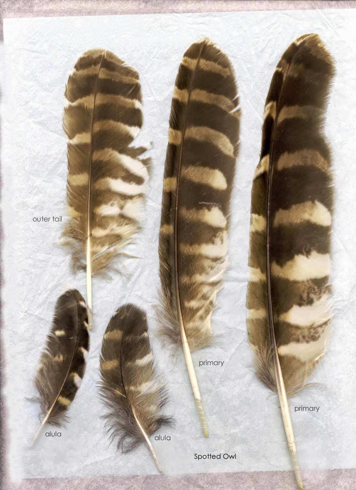 25+ Owl Feathers
 Pictures