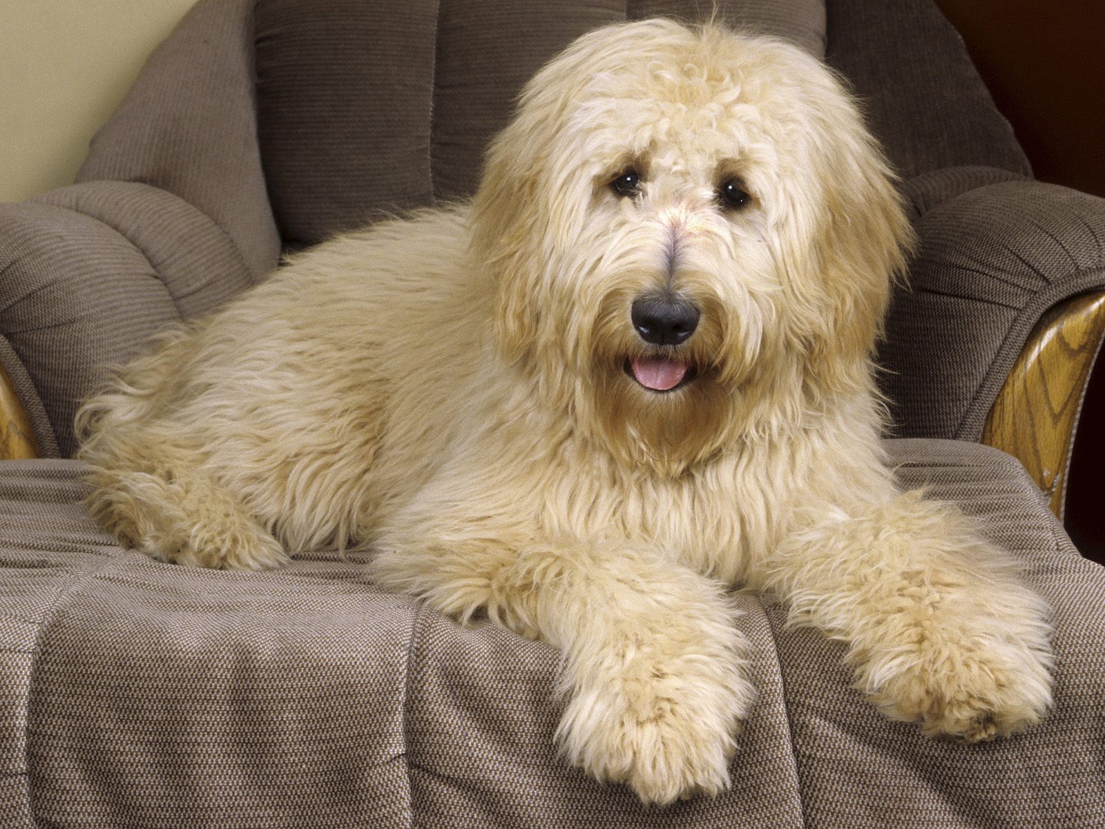 Get Goldendoodle Pictures