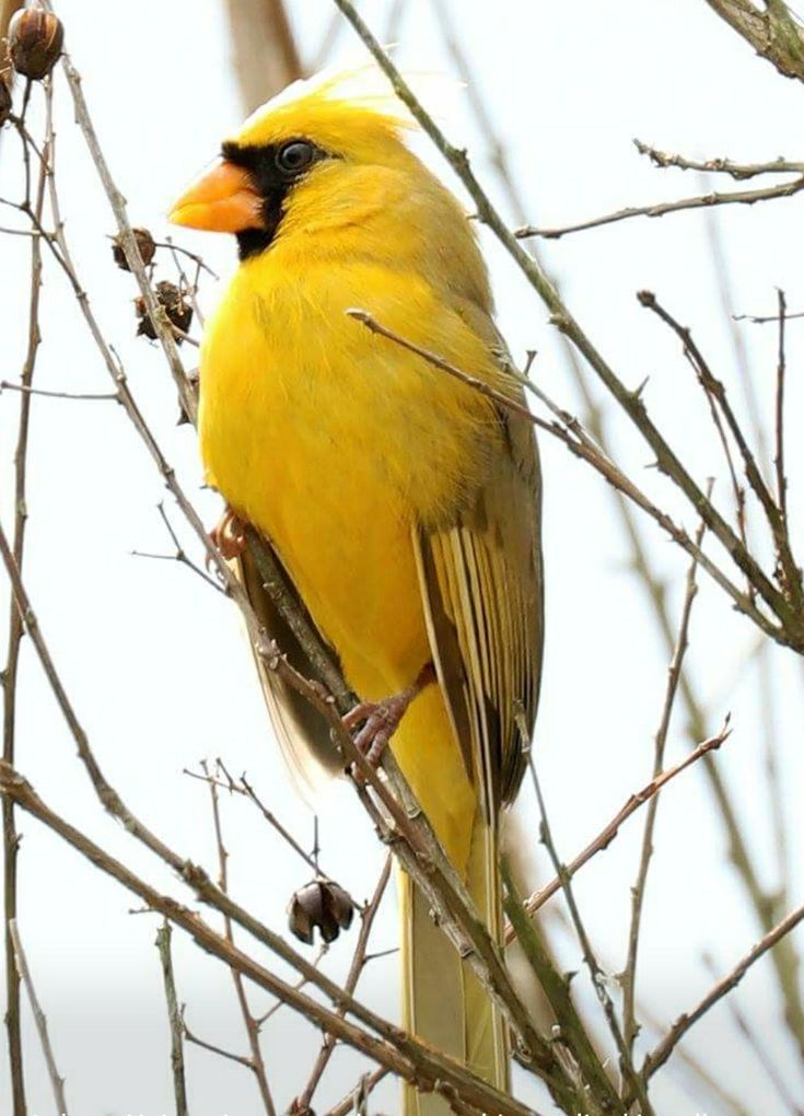 24+ Yellow Cardinal
 Pics
