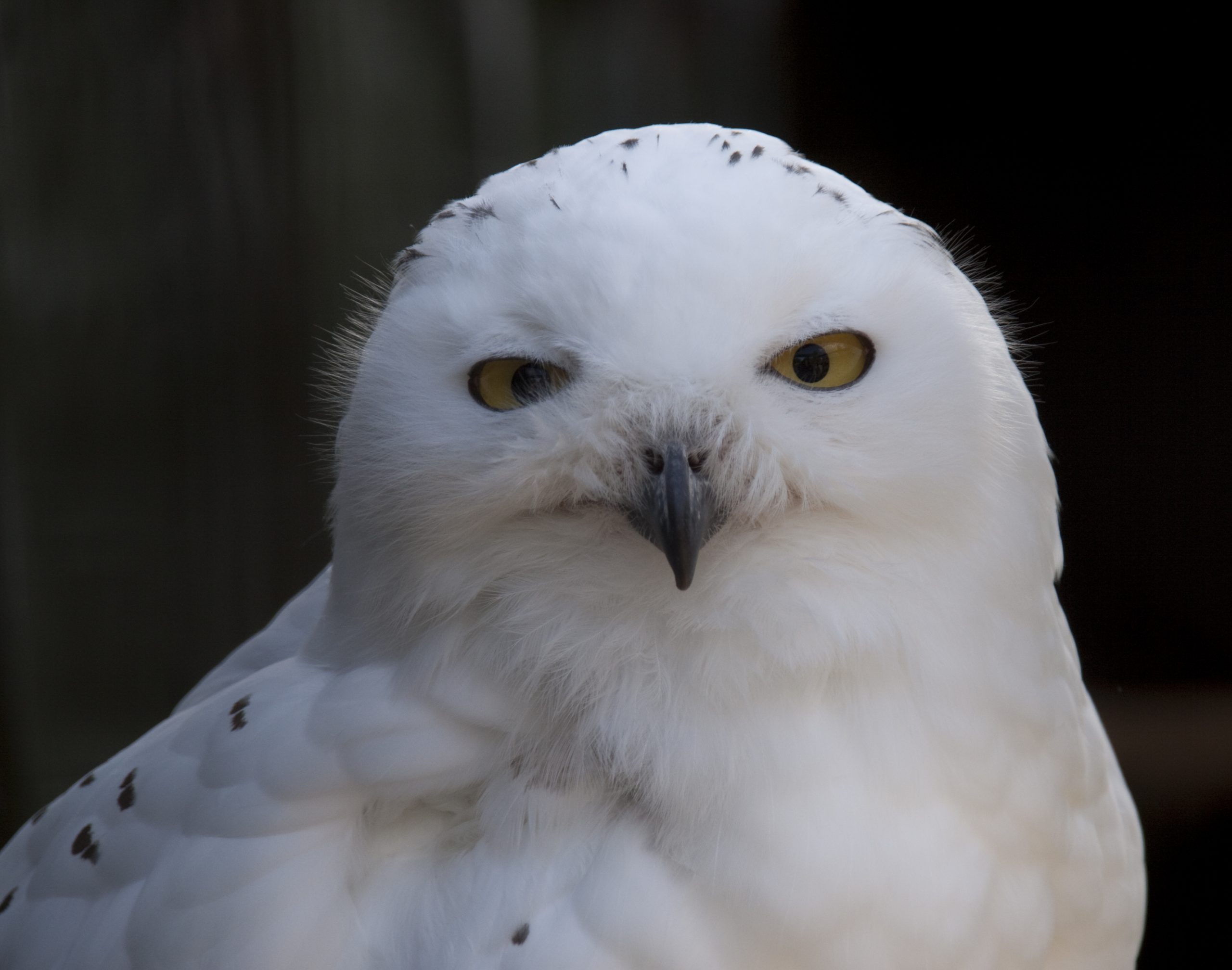 17+ Snowy Owl
 PNG