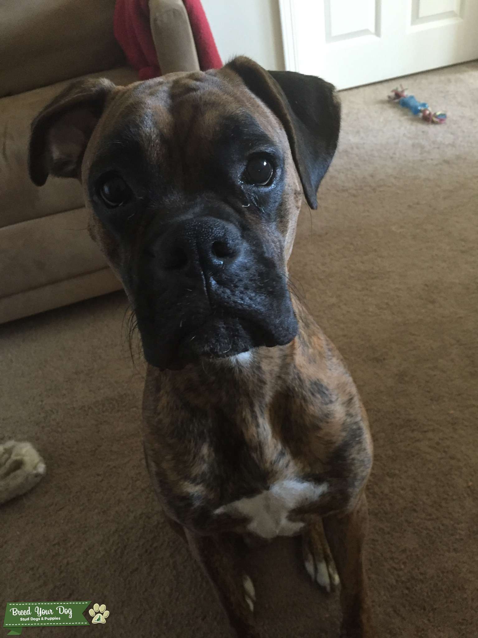 44+ Brindle Boxer Pictures