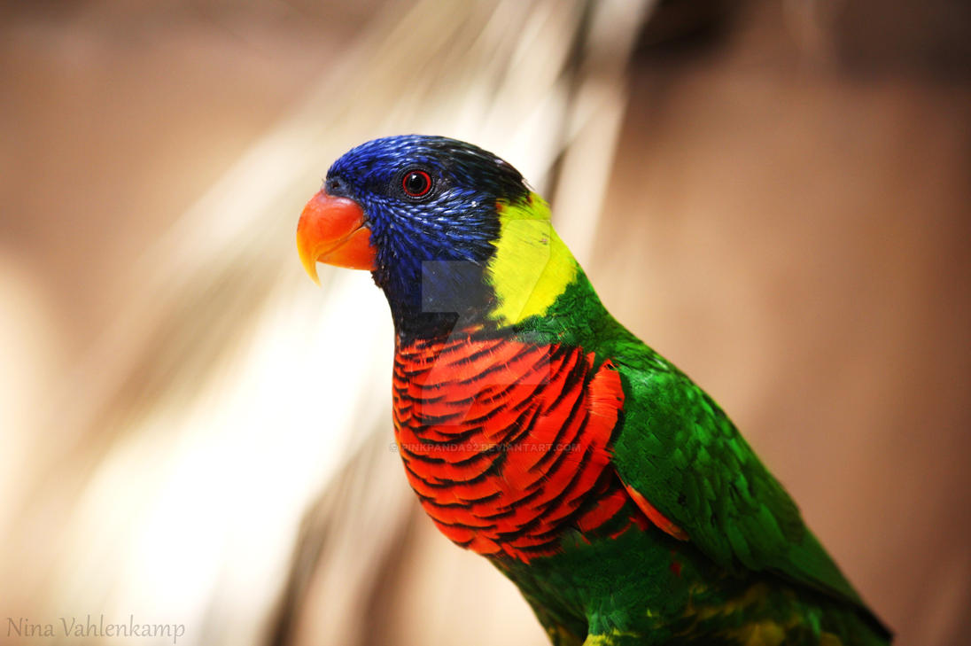 Download Colorful Birds Gif