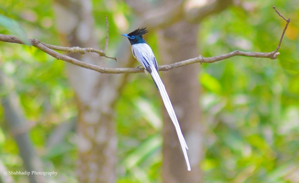 Download Indian Paradise Flycatcher Gif