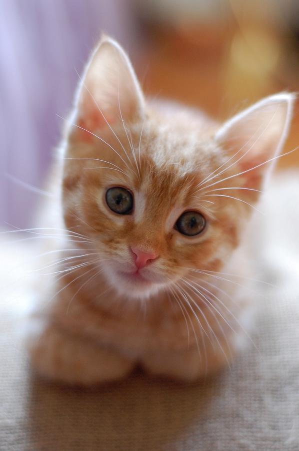 Download Orange Tabby Kitten
 Pictures