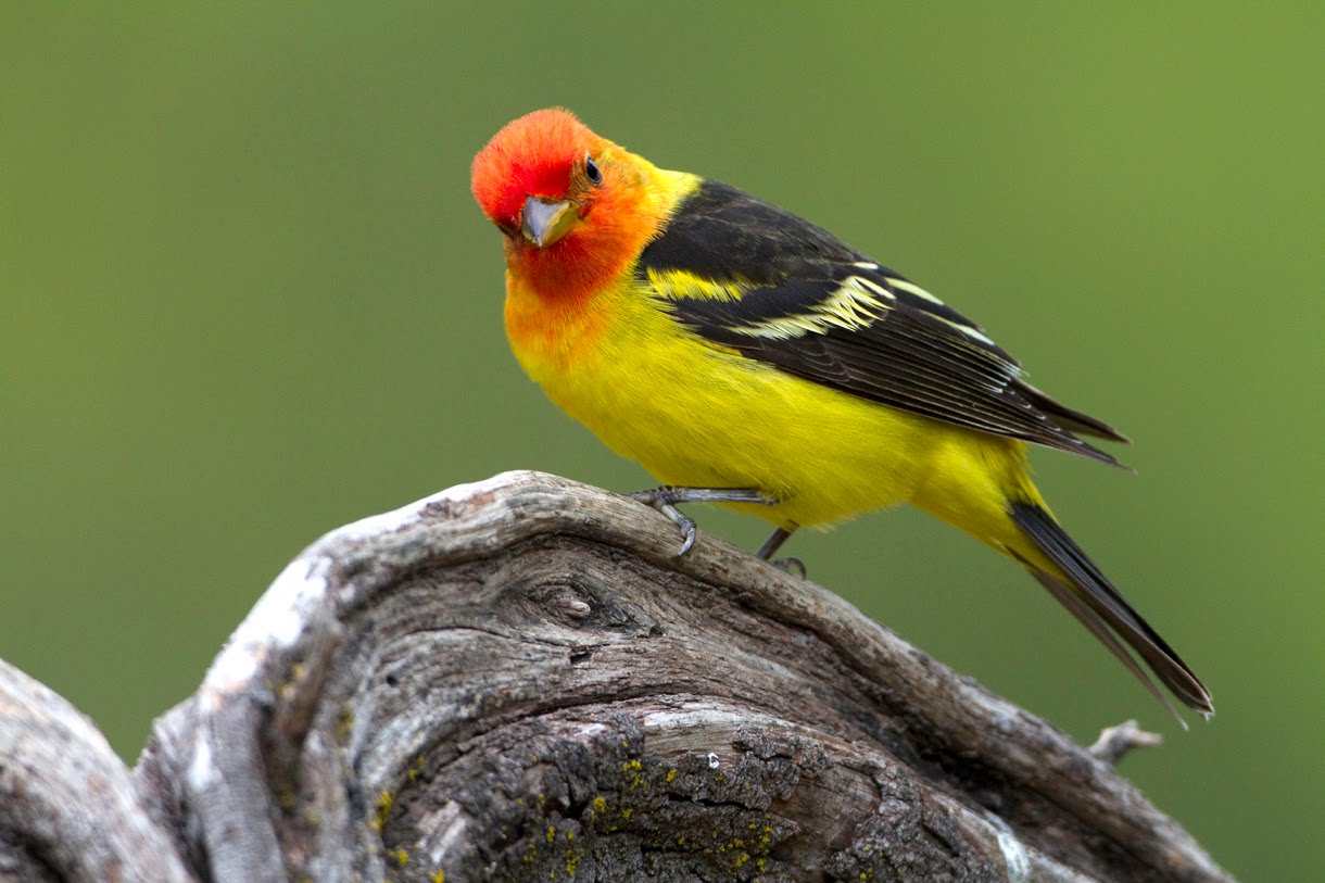View Western Tanager
 Gif