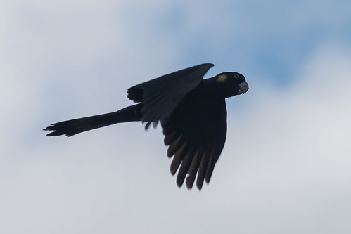 34+ Yellow Tailed Black Cockatoo In Flight Background