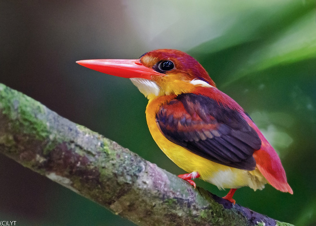 Get Rufous Backed Kingfisher Background