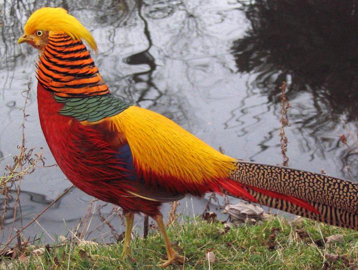38+ Golden Pheasant
 Images