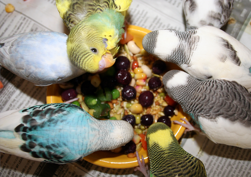42+ Parakeet Food PNG