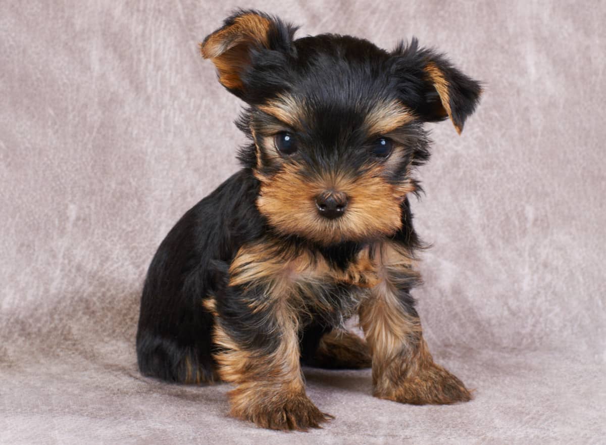 View Yorkie Puppies For Sale
 Gif