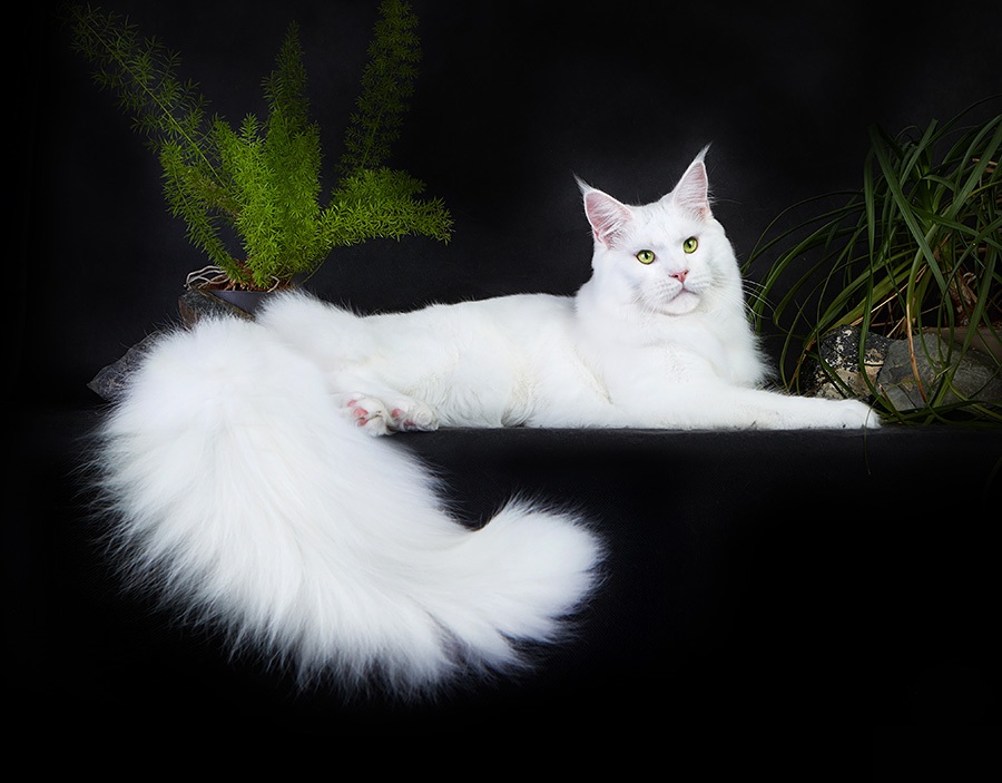 View White Maine Coon
 Background
