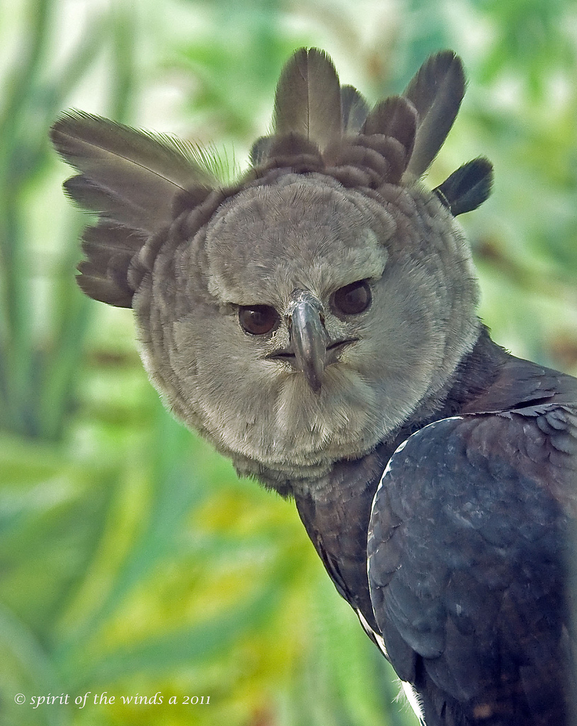 Download The Harpy Eagle
 Background