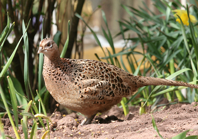 48+ Female Pheasant
 Images