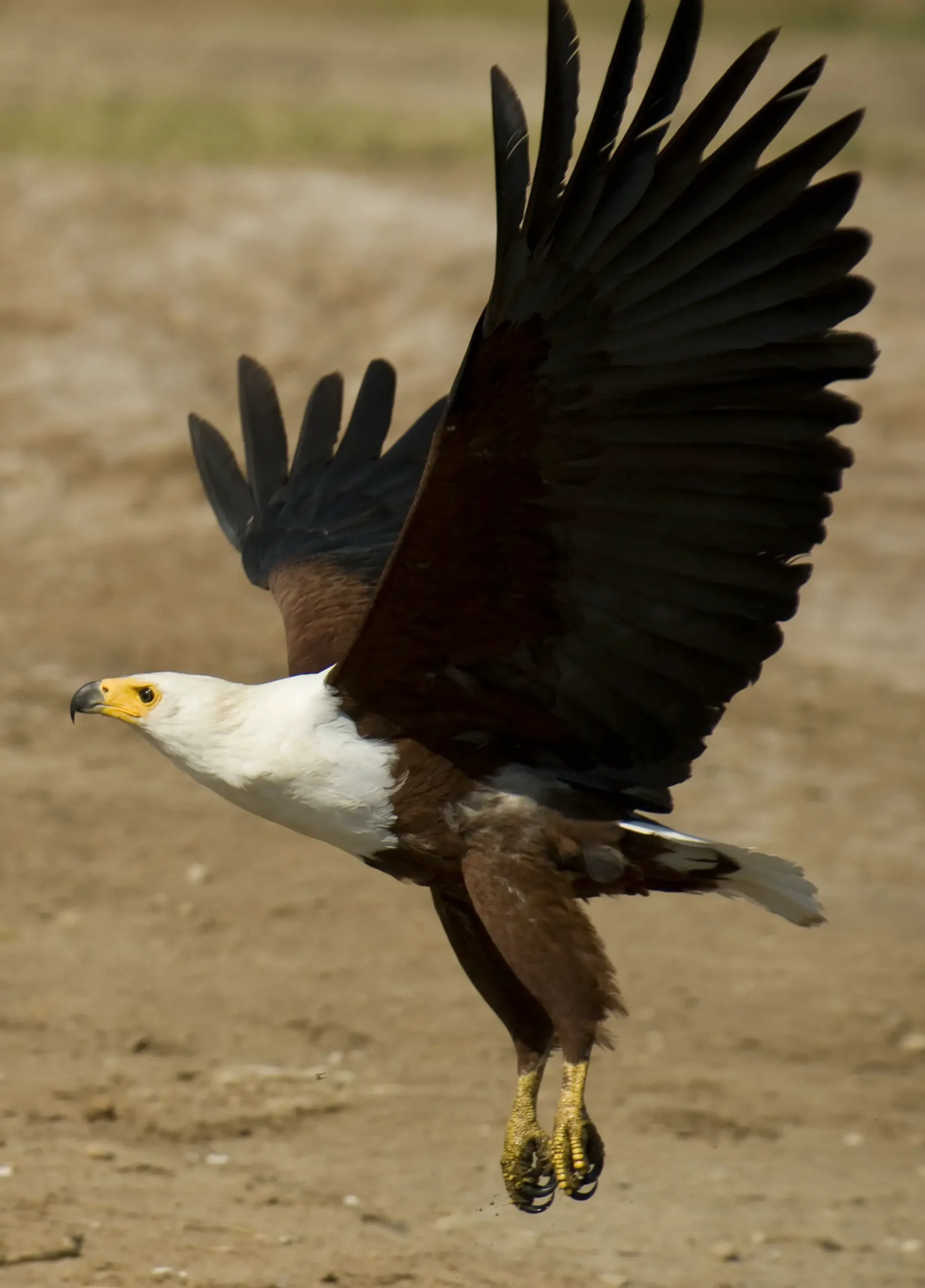 Download African Fish Eagle Call Background
