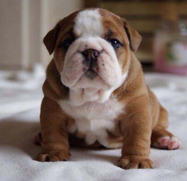 View English Bulldog Puppies
 Pictures