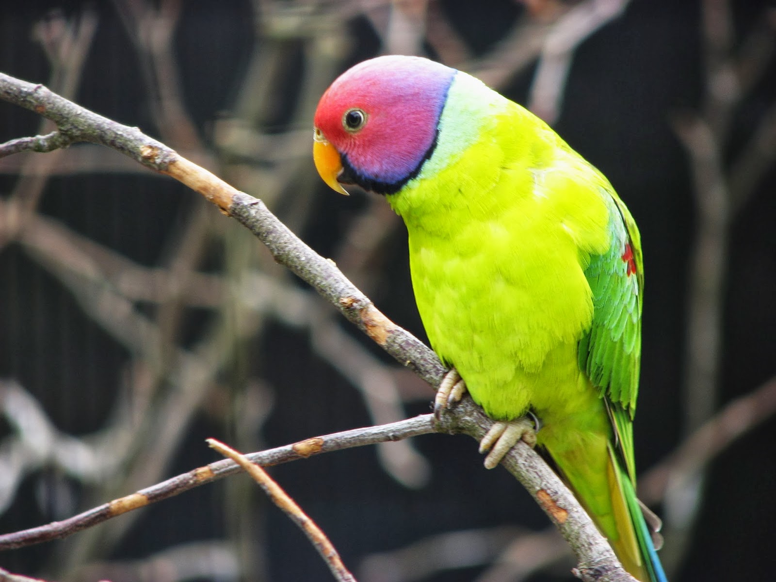 43+ Parakeet Bird
 Pics
