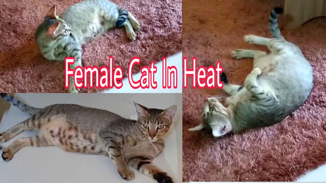 32+ Female Cat In Heat
 Pictures