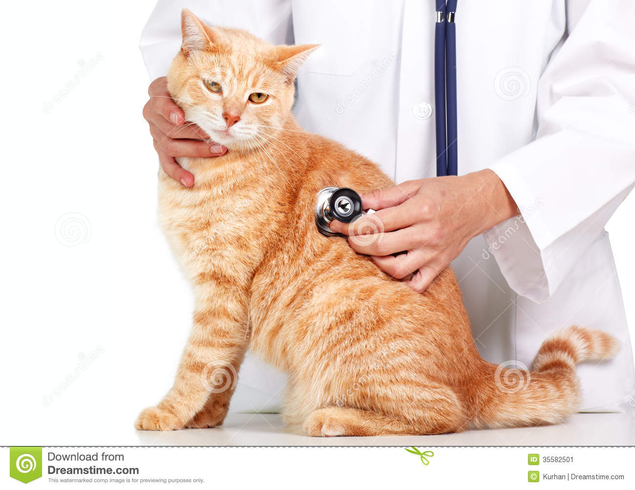 View The Cat Doctor
 Pictures
