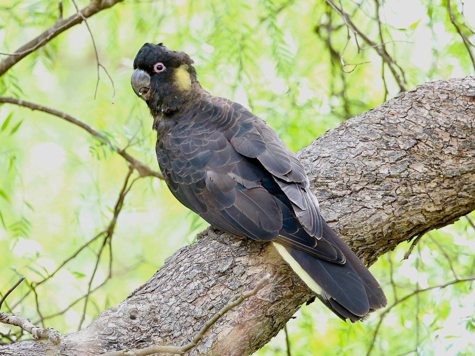 Download Yellow Tailed Black Cockatoo
 PNG
